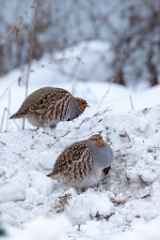 Perdix_perdix_20241219_1401