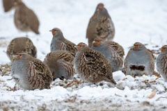 Perdix_perdix_20241219_1418-3