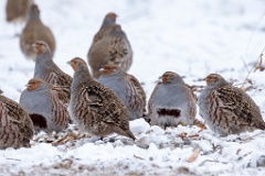 Perdix_perdix_20241219_1418-4