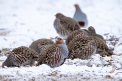 Perdix_perdix_20241219_1431-4