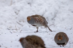 Perdix_perdix_20241219_1431-5