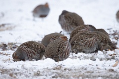Perdix_perdix_20241219_1431-6