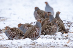 Perdix_perdix_20241219_1431