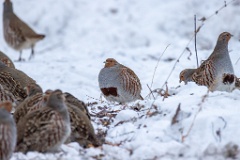 Perdix_perdix_20241219_1432-2