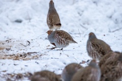 Perdix_perdix_20241219_1432