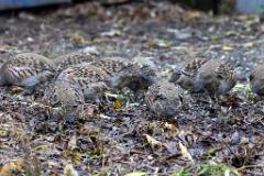 Perdix_perdix_20251101_0907-3