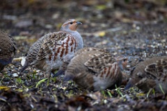 Perdix_perdix_20251101_0907-4