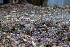 Perdix_perdix_20251101_0907