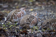 Perdix_perdix_20251101_0908-4