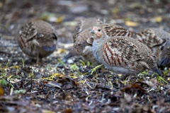 Perdix_perdix_20251101_0908-5