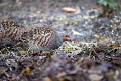 Perdix_perdix_20251101_0908-6