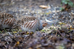 Perdix_perdix_20251101_0908