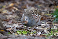 Perdix_perdix_20251101_0916