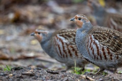 Perdix_perdix_20251101_0917-3