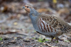 Perdix_perdix_20251101_0917-4