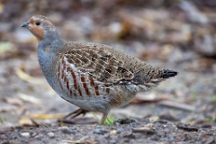 Perdix_perdix_20251101_0917