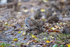 Perdix_perdix_20251101_0920