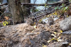 Perdix_perdix_20251101_1018