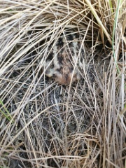 bird_young_Perdix_perdix_20250527_0928