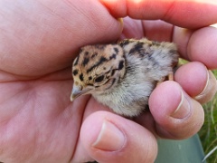 bird_young_Perdix_perdix_20250527_0929-2