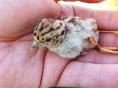 bird_young_Perdix_perdix_20250527_0929