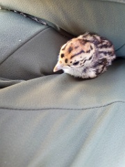 bird_young_Perdix_perdix_20250527_0932-2