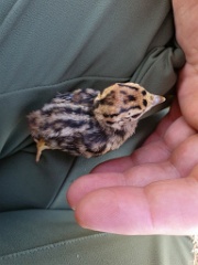 bird_young_Perdix_perdix_20250527_0932