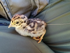 bird_young_Perdix_perdix_20250527_0934-2