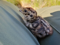 bird_young_Perdix_perdix_20250527_0934