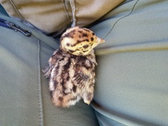 bird_young_Perdix_perdix_20250527_0936-3