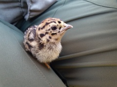 bird_young_Perdix_perdix_20250527_0936-4