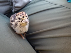 bird_young_Perdix_perdix_20250527_0936