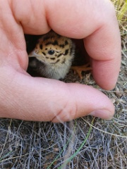 bird_young_Perdix_perdix_20250527_0938