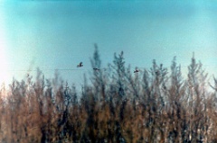 birds_flying_Perdix_perdix_2003_Zenit
