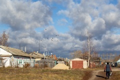 birds_flying_Perdix_perdix_20151105_1227-2