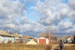 birds_flying_Perdix_perdix_20151105_1227