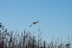 birds_flying_Perdix_perdix_20201118_1319-3