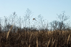 birds_flying_Perdix_perdix_20201118_1319-4