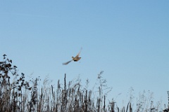 birds_flying_Perdix_perdix_20201118_1319