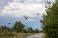 birds_flying_Perdix_perdix_20240801_1756-10