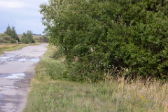 birds_flying_Perdix_perdix_20240801_1756-6