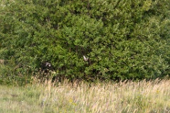 birds_flying_Perdix_perdix_20240801_1756-7