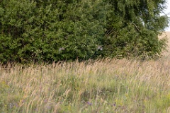 birds_flying_Perdix_perdix_20240801_1756-8