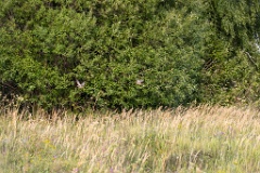 birds_flying_Perdix_perdix_20240801_1756-9