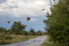 birds_flying_Perdix_perdix_20240801_1756