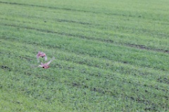 birds_flying_Perdix_perdix_20251201_1106-3