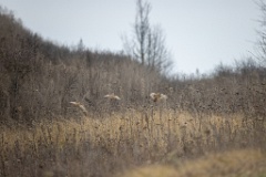 birds_flying_Perdix_perdix_20251201_1106-4