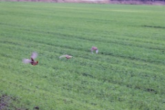 birds_flying_Perdix_perdix_20251201_1106