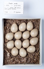 eggs_museum_Perdix_perdix201009201327