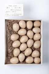 eggs_museum_Perdix_perdix201009201329